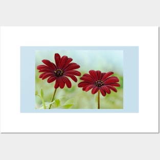 Osteospermum  Serenity Red African daisy Posters and Art